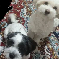 واگذاری دوعددسگ شیتزو