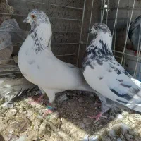 کبوتر پرشی|پرنده|حمیدیا, |دیوار