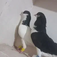 کبوتر کفتر