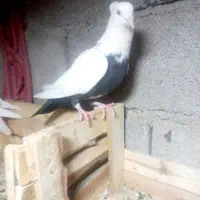 ماده دم سیاه