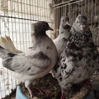 کبوتر دم سفید عتیقه و کلکسیونی