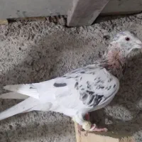 کبوتر پرنده