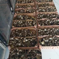 برنز انگلیس جوجه یک روزه|حیوانات مزرعه|شهریار, شهرک شاهد|دیوار