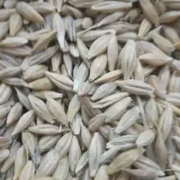 جو از انبار|خوردنی و آشامیدنی|قم, چهار مردان|دیوار