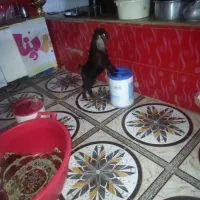 بز عربی اصل