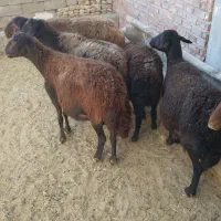 کوسفند قزل ۳ جفت|حیوانات مزرعه|بوکان, |دیوار