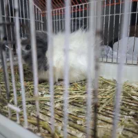 خوکچه هندی شیطون و ناقلا|موش و خرگوش|مشهد, هنرستان|دیوار