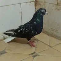 کبوتر رنگی دمسفید