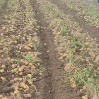 سیب زمینی بذری