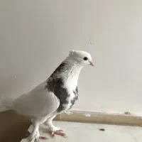 طوقی سرور|پرنده|اردکان, |دیوار