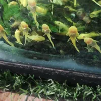ماهی کت پوزه بوته ای بلو آیز مشکی البینو