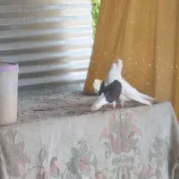 کبوتر دوکت قاب