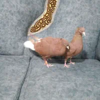 کبوتر عاص وکلافه