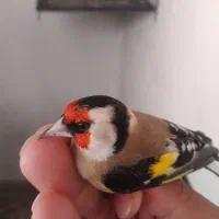 سیره گلچین|پرنده|سرپل ذهاب, |دیوار