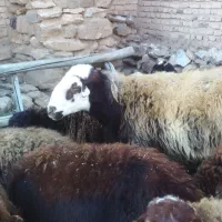 فروش دوعددقورچ جوان همرابا25عددشیشک ابستن