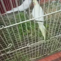 عروس هلندی بالغ