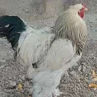 خروس برهما