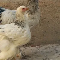 مرغ و خروس برهما و لاری