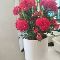 گل گل