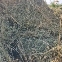 یونجه خالص
