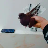 کفتر پرشی کمیاب