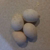 تخم بوقلمون نطفه دار