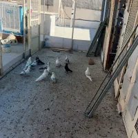 کفتر|پرنده|آبسرد, |دیوار