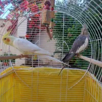 یک جفت عروس هلندی تخم گذار الان هم  تخم گداشته|پرنده|کوچصفهان, |دیوار