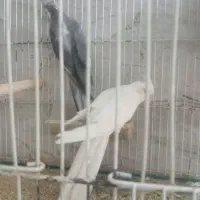 جفت عروس با سه تا جوجه