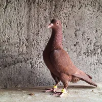 کبوتر سرور دورگ رنگی|پرنده|لنجان, |دیوار
