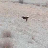 سگ گله|سگ|مانه, |دیوار