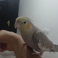 عروس هلندی اهویی