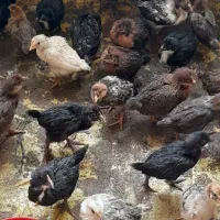 جوجه یک ماهه