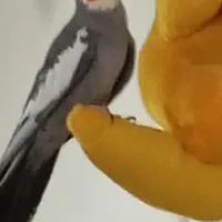 پرنده گم شده