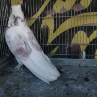 کفتر کلکسیونی|پرنده|قم, سالاریه|دیوار