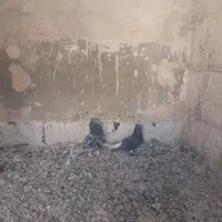 کفتر کبوتر سرور دم سفید زاغ دم سفید|پرنده|قم, در بهشت|دیوار