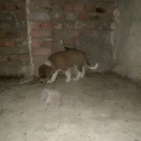 واگذاری سگ ماده افغان