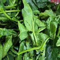 اسفناج تازه