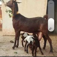 بز کامورای سه چهارقلو زا|حیوانات مزرعه|شوشتر, |دیوار