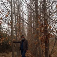 درخت چنار بن بالا ارتفاع۸ تا ۱۲ متر شاخه دار بزرگ|خدمات باغبانی و درختکاری|مشهد, فدک|دیوار