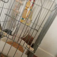 عروس هلندی سرحال و بازی گوش|پرنده|بروجرد, |دیوار