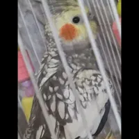 عروس هلندی