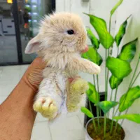 خرگوش لوپ|موش و خرگوش|تهران, بریانک|دیوار