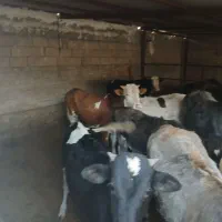 20راس گوساله سیمنتاودرگ بهترین جنس براپروار|حیوانات مزرعه|پلدختر, |دیوار