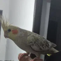 گم شده طوطی عروس ماده