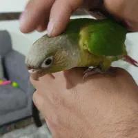 گرینچگ رام رام|پرنده|کرمانشاه, |دیوار