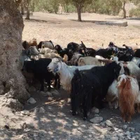 گله بز داشتی
