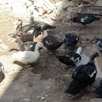 اردک روسی