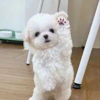 توله سگ مالتیپو|سگ|قدس, شهر‌قدس|دیوار