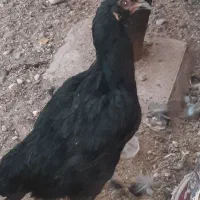 ۵عدد مرغ و یک عدد خروس و چند عدد باری در کوار|حیوانات مزرعه|کوار, |دیوار